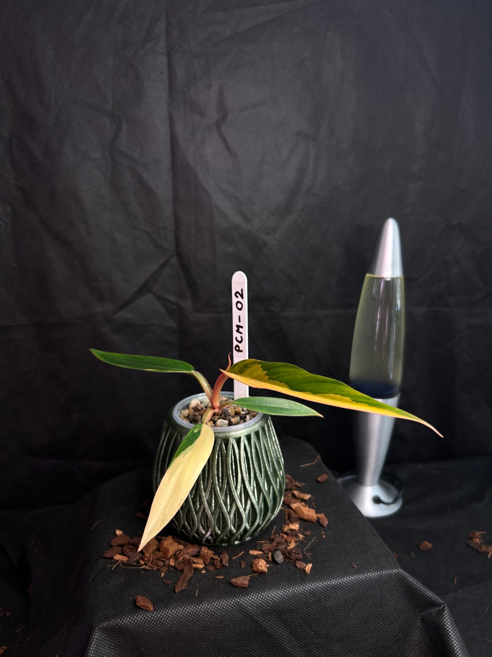 Philodendron Caramel Marble