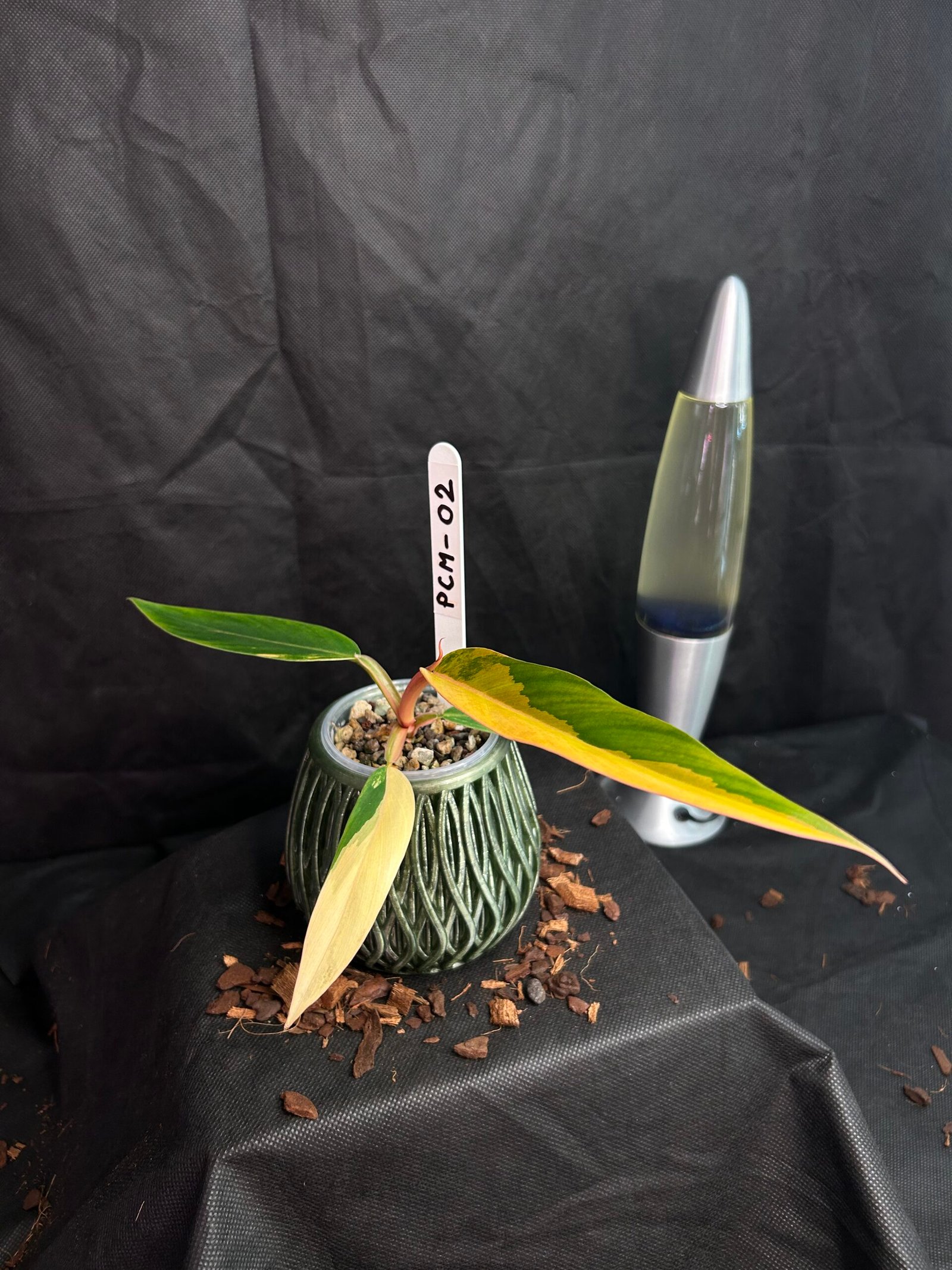 Philodendron Caramel Marble – Obrázok 2