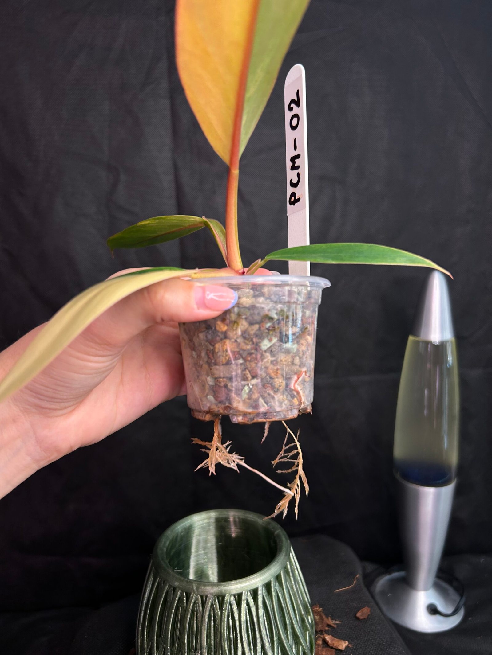Philodendron Caramel Marble – Obrázok 3
