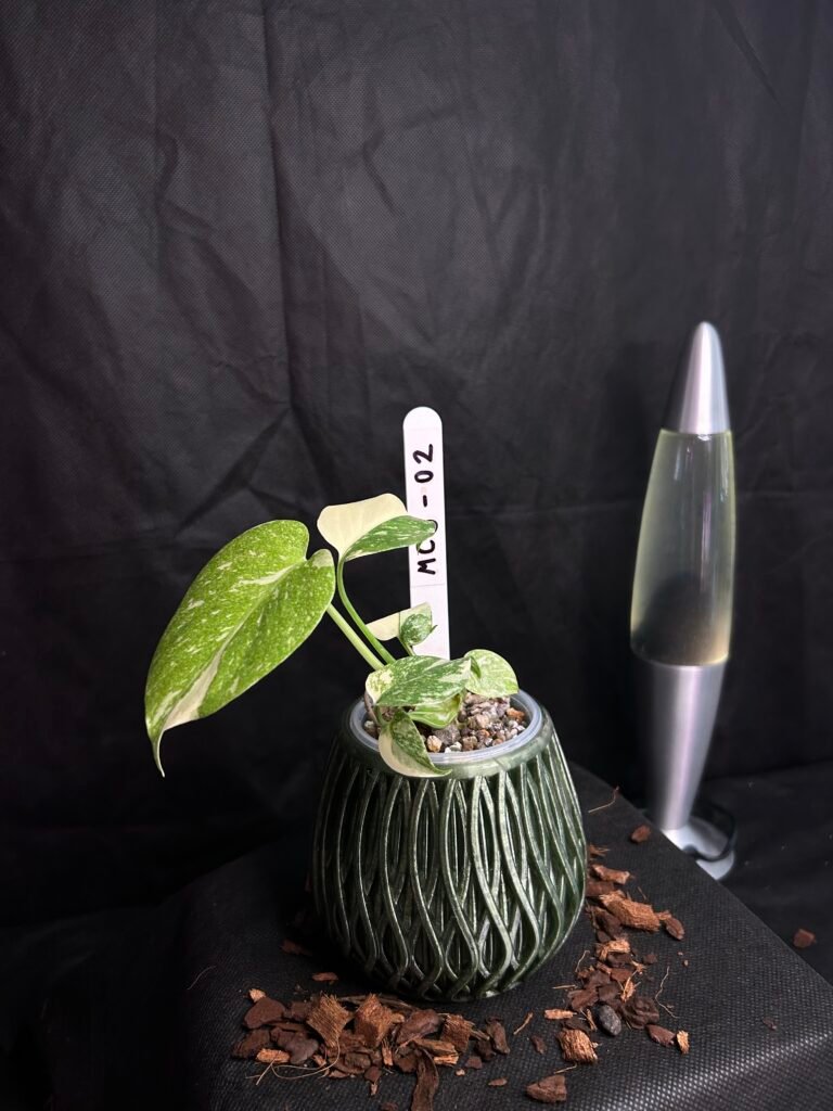 Monstera Creme Brulee