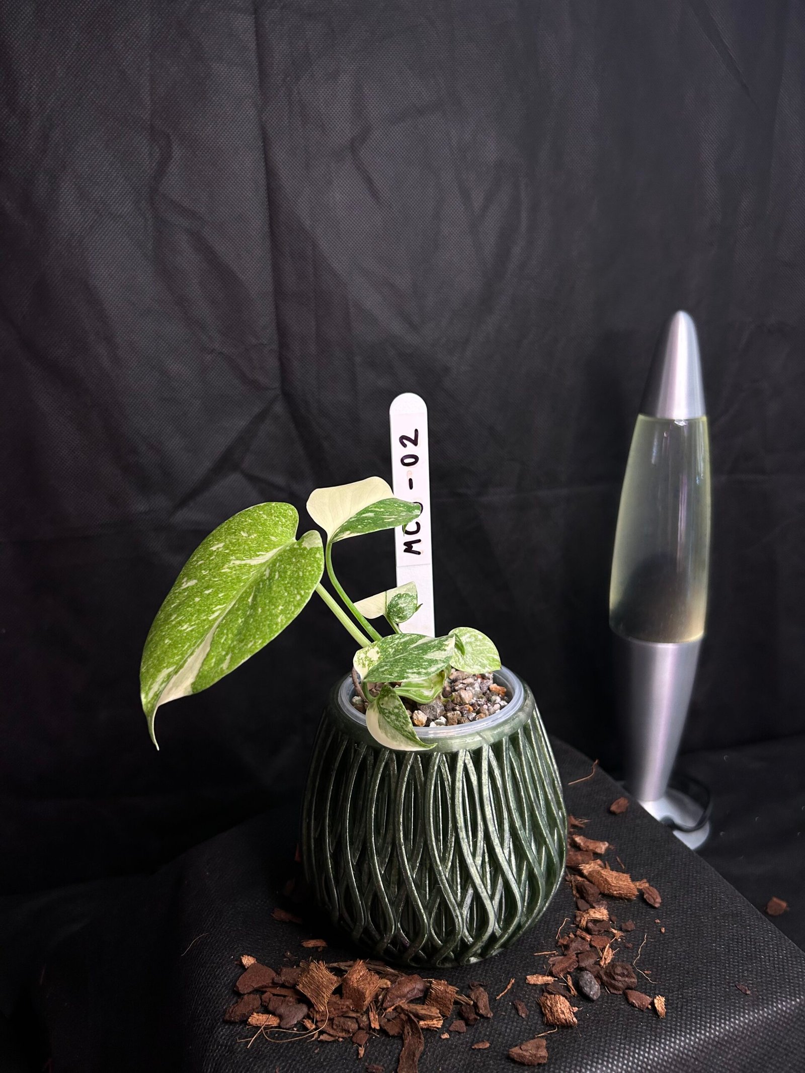 Monstera Creme Brulee