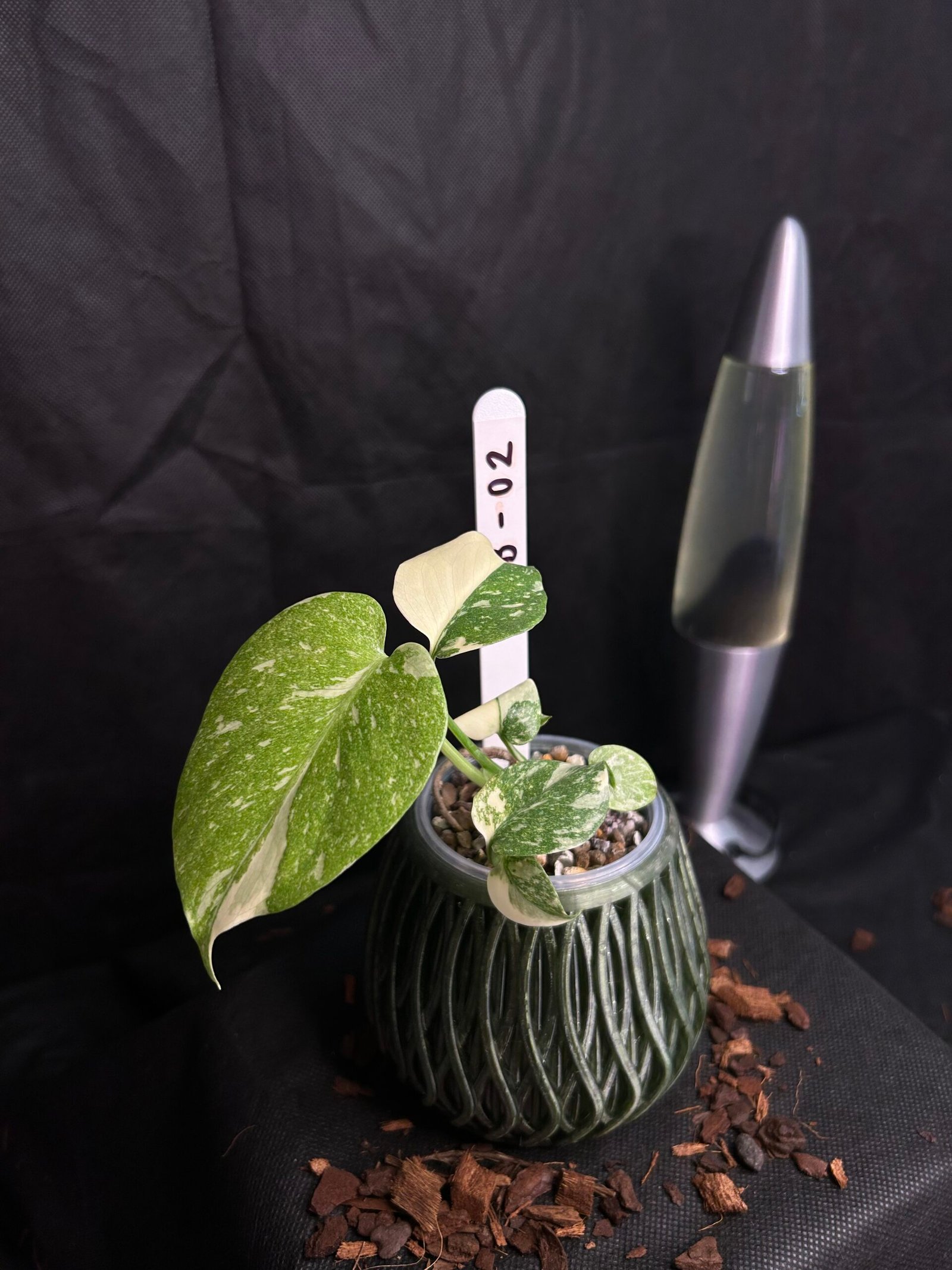 Monstera Creme Brulee – Obrázok 2