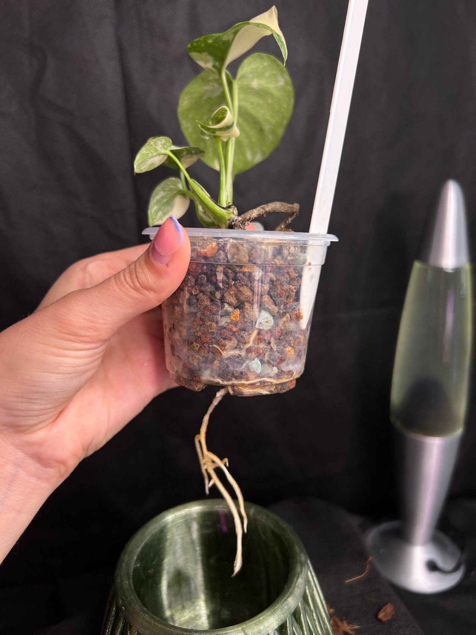 Monstera Creme Brulee – Obrázok 3