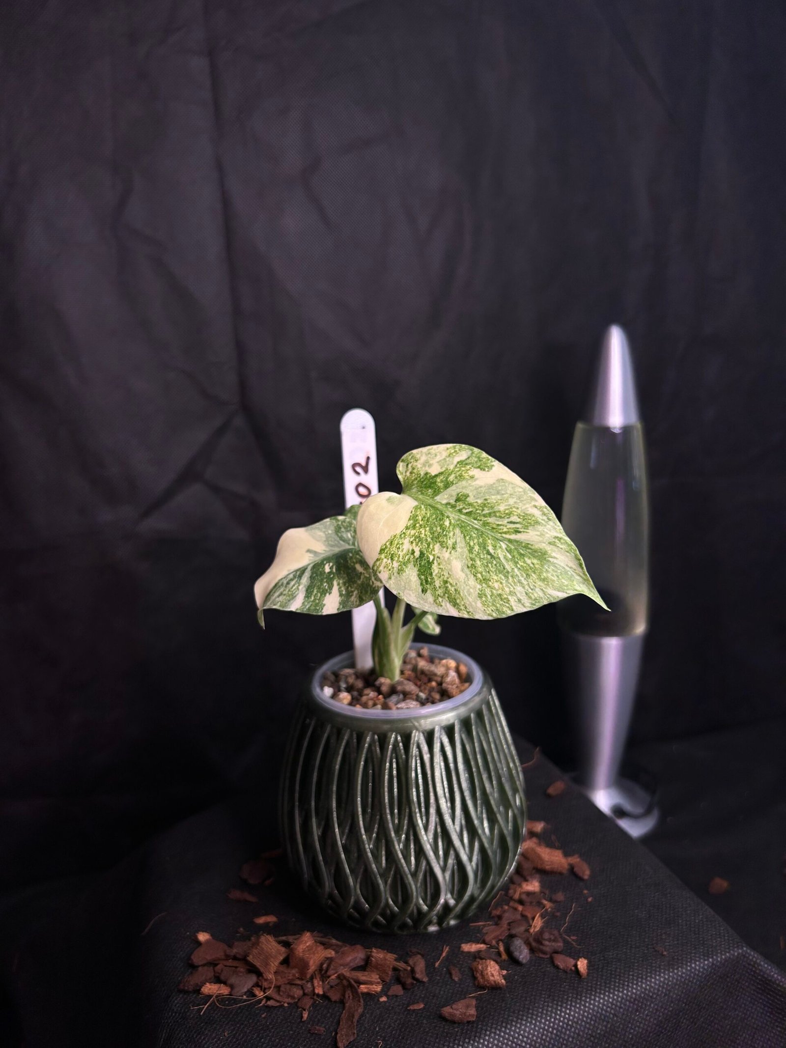 Monstera Legacy