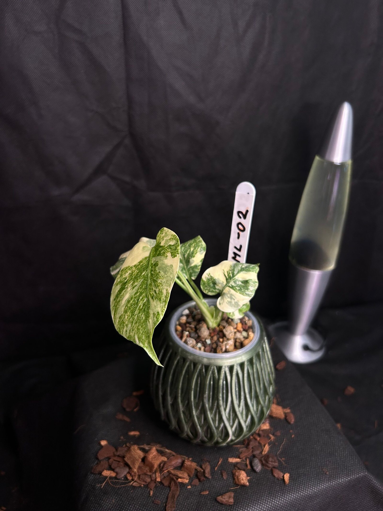 Monstera Legacy – Obrázok 2