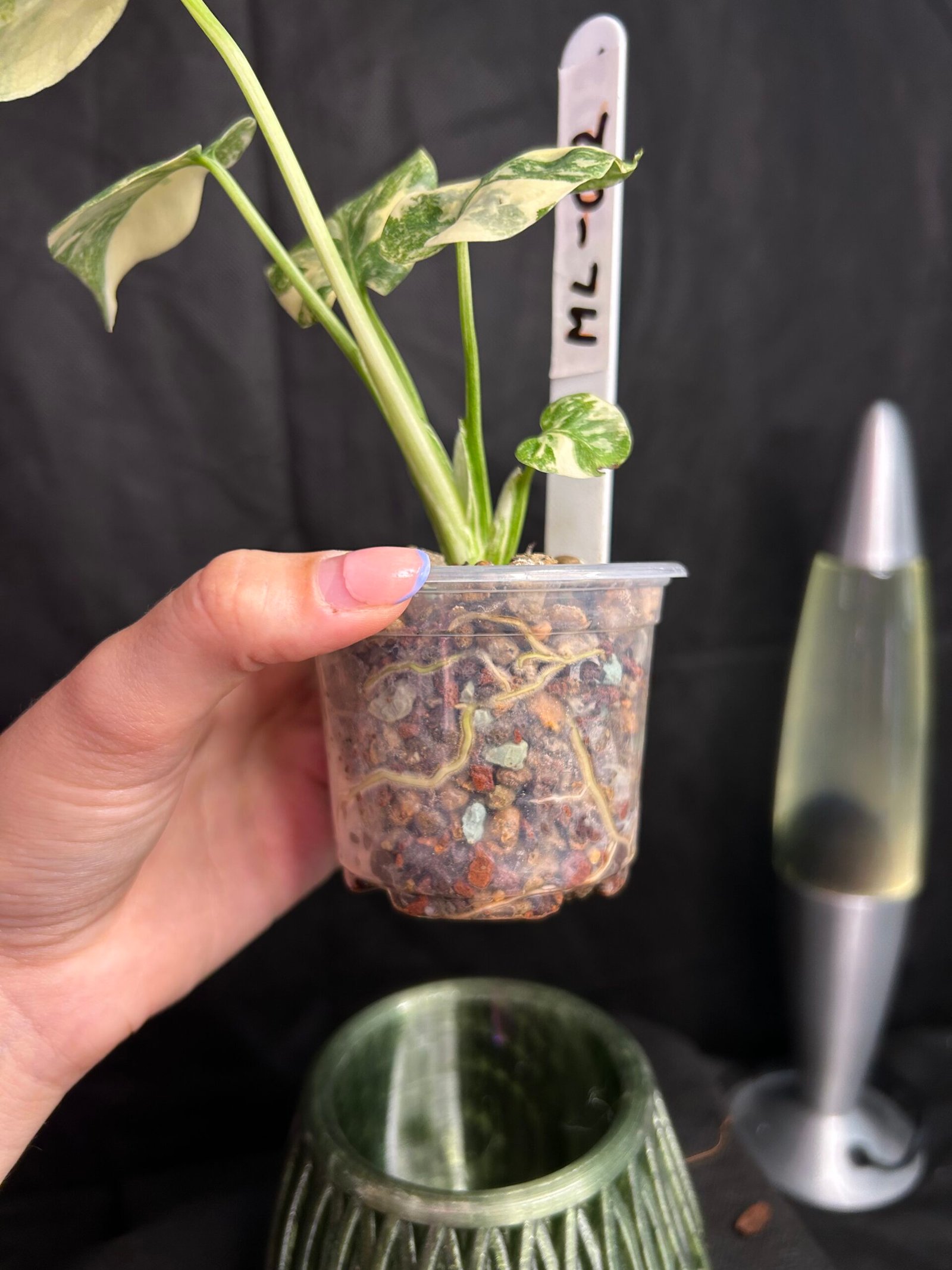 Monstera Legacy – Obrázok 3