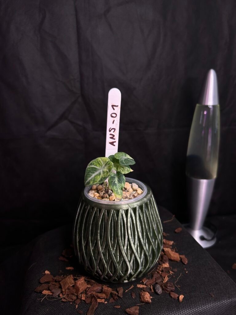 Alocasia Ninja Splash Variegata