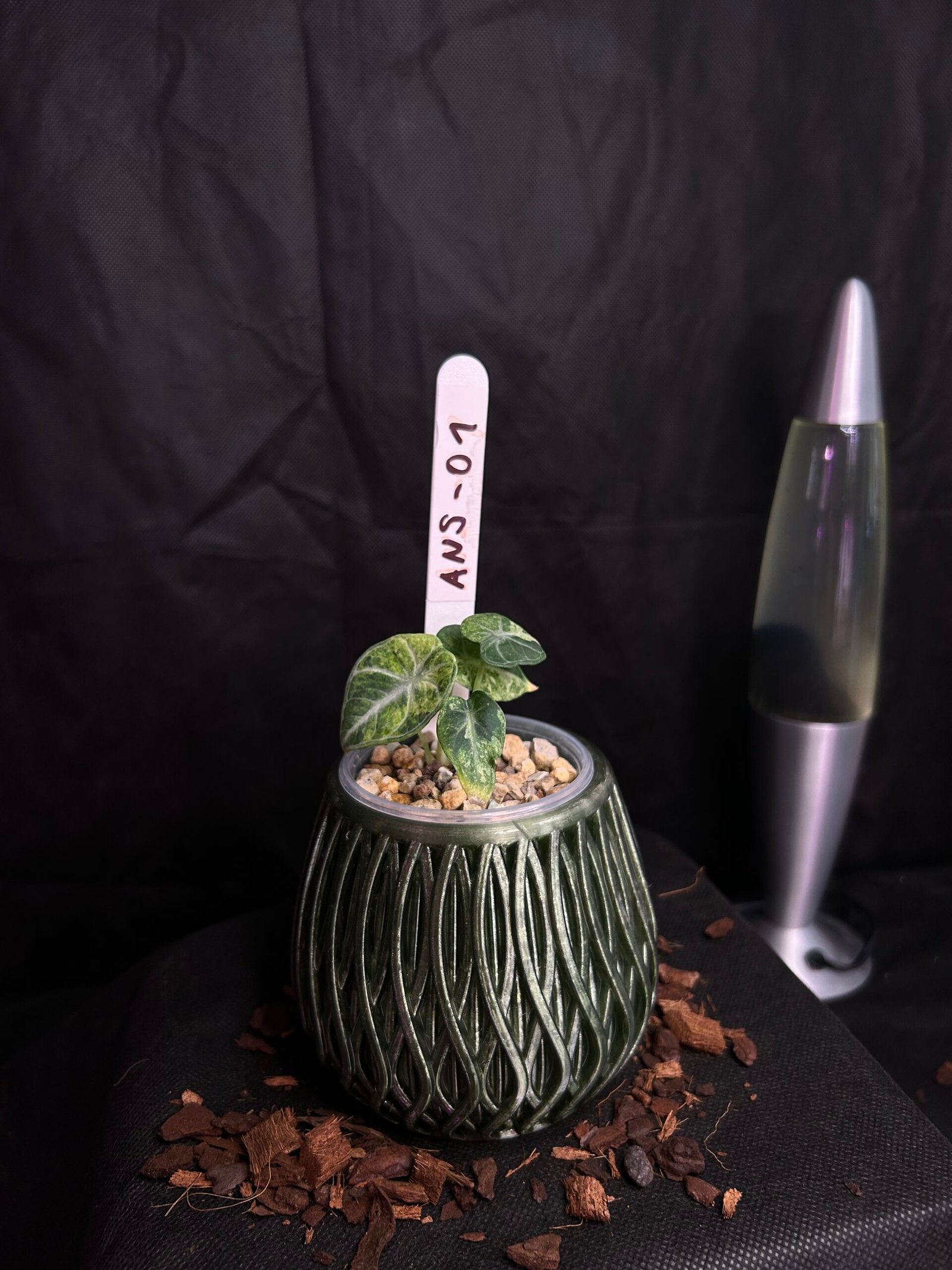 Alocasia Ninja Splash Variegata