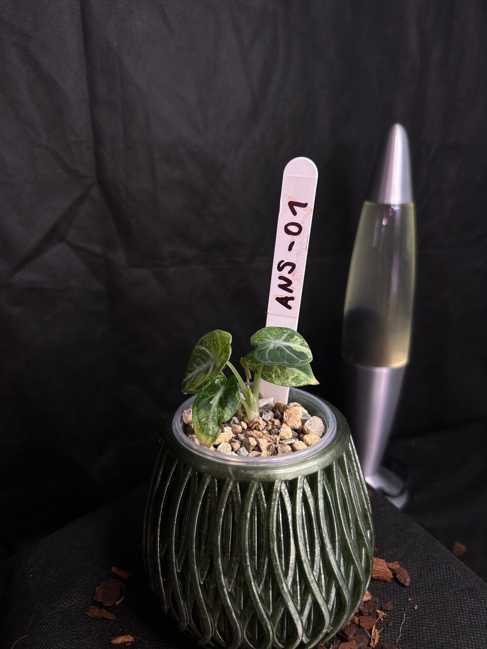 Alocasia Ninja Splash Variegata – Obrázok 2
