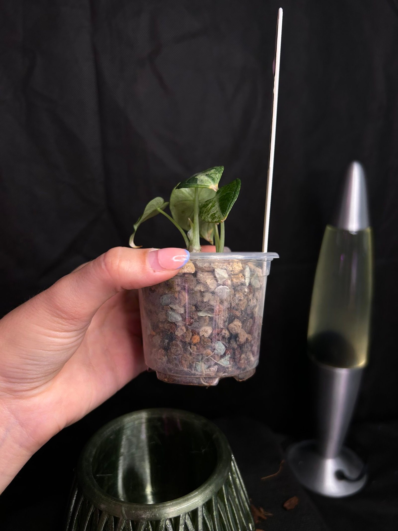 Alocasia Ninja Splash Variegata – Obrázok 3