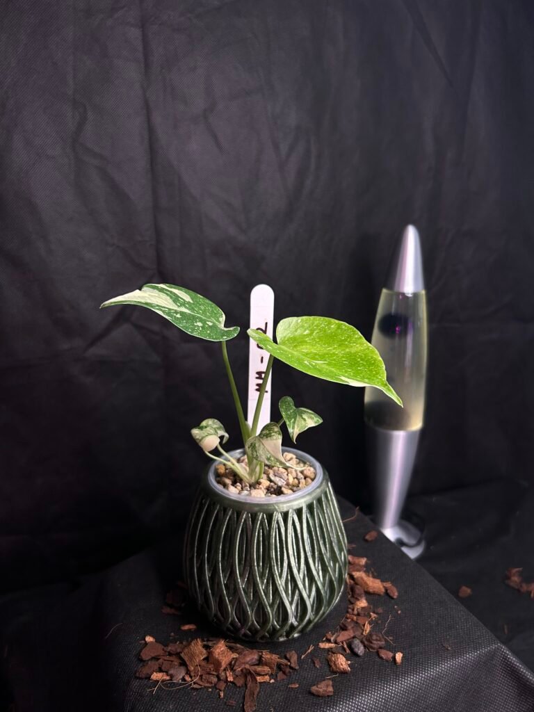 Monstera Mint