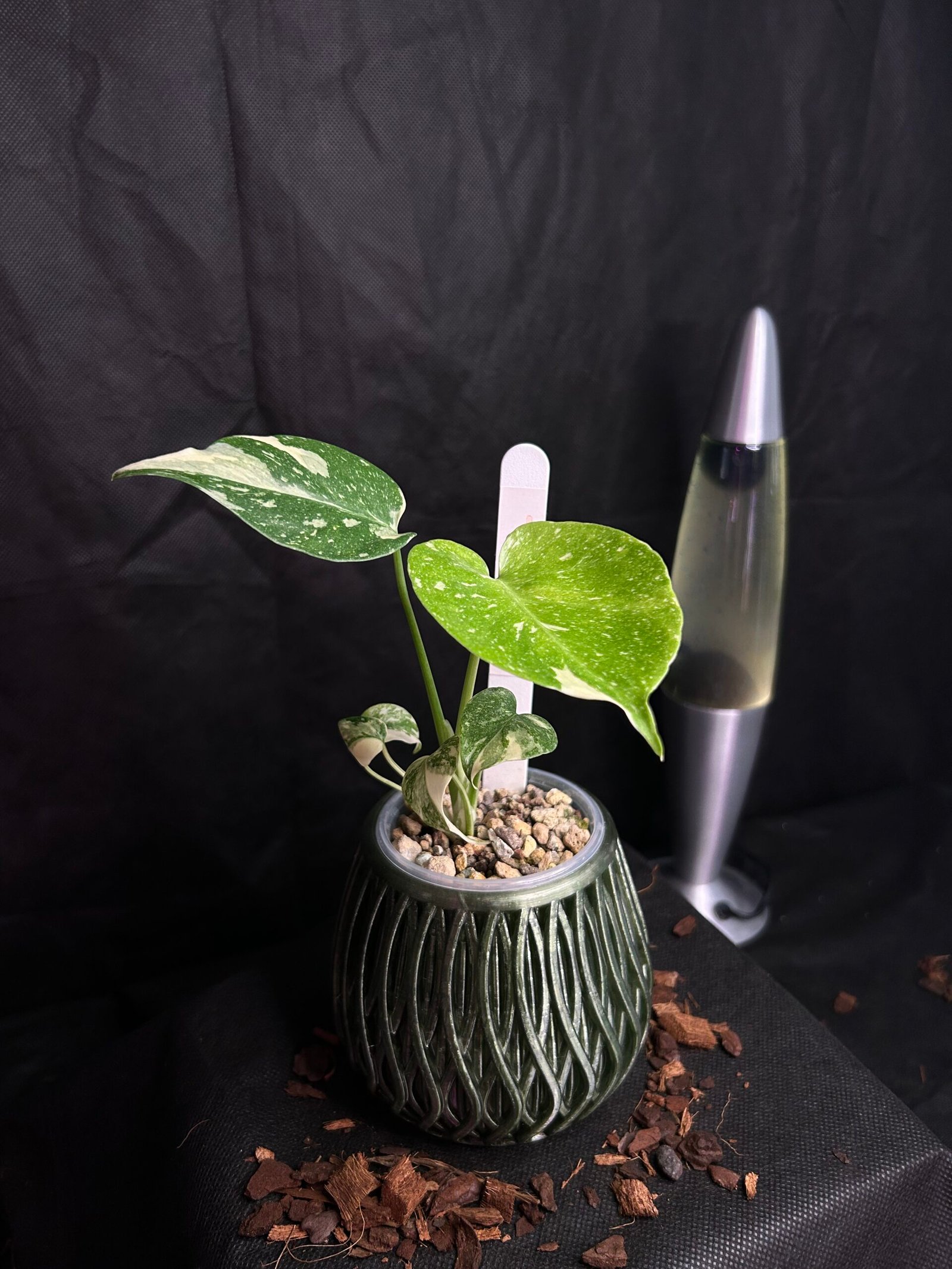 Monstera Mint – Obrázok 2