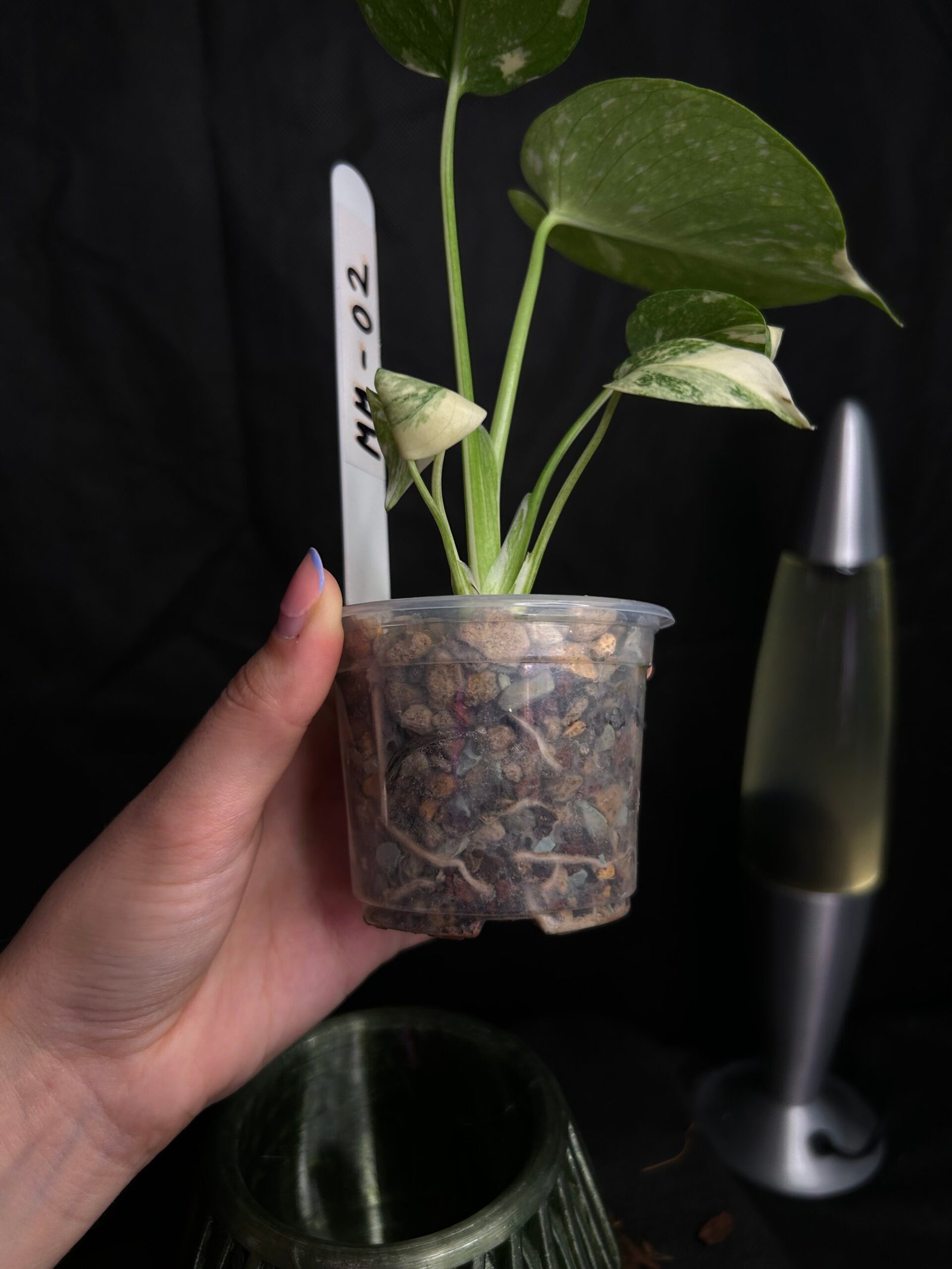 Monstera Mint – Obrázok 3