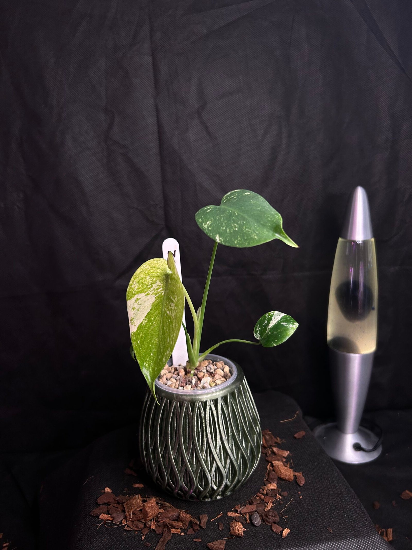 Monstera White Monster – Obrázok 2