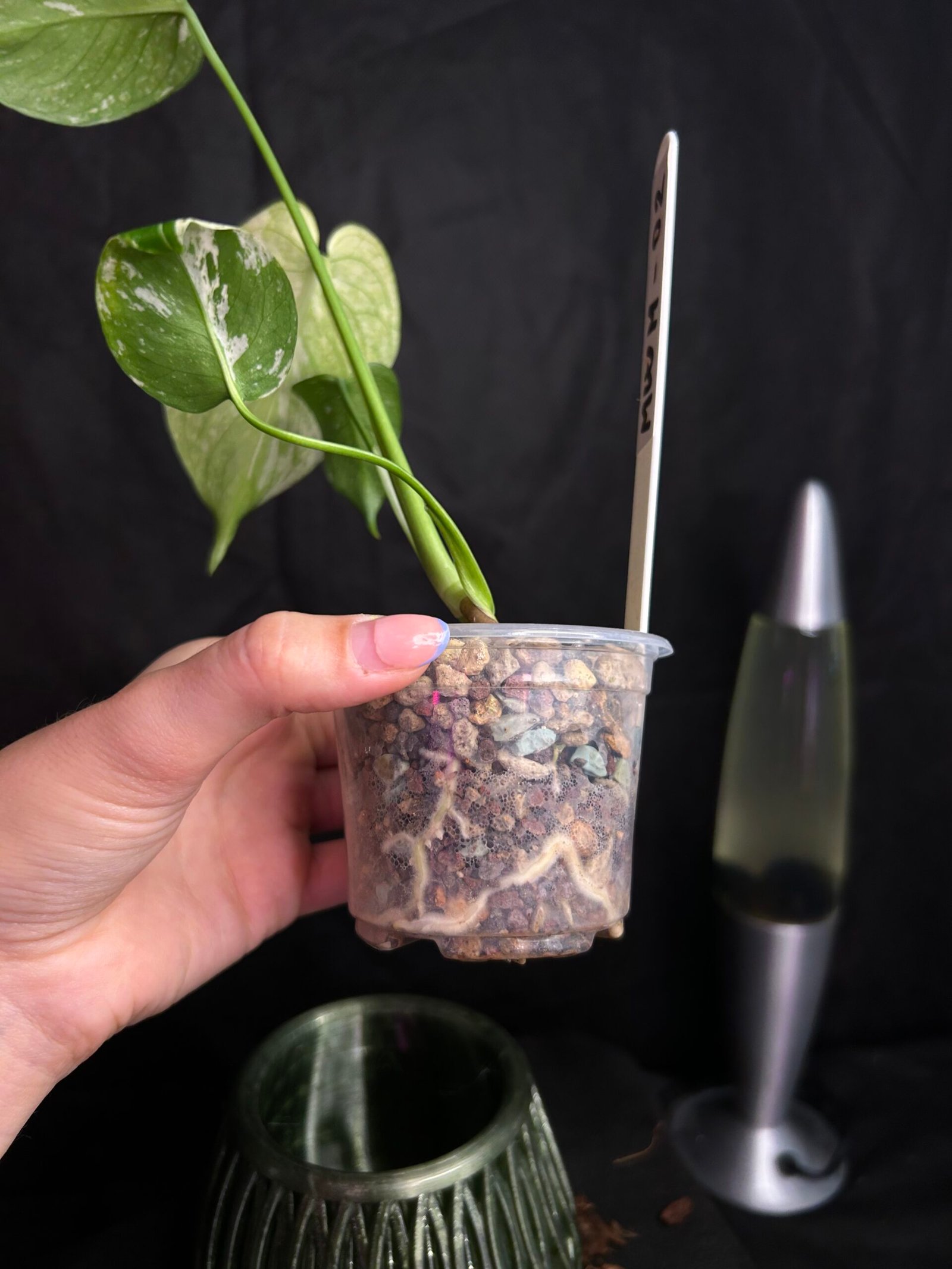 Monstera White Monster – Obrázok 3