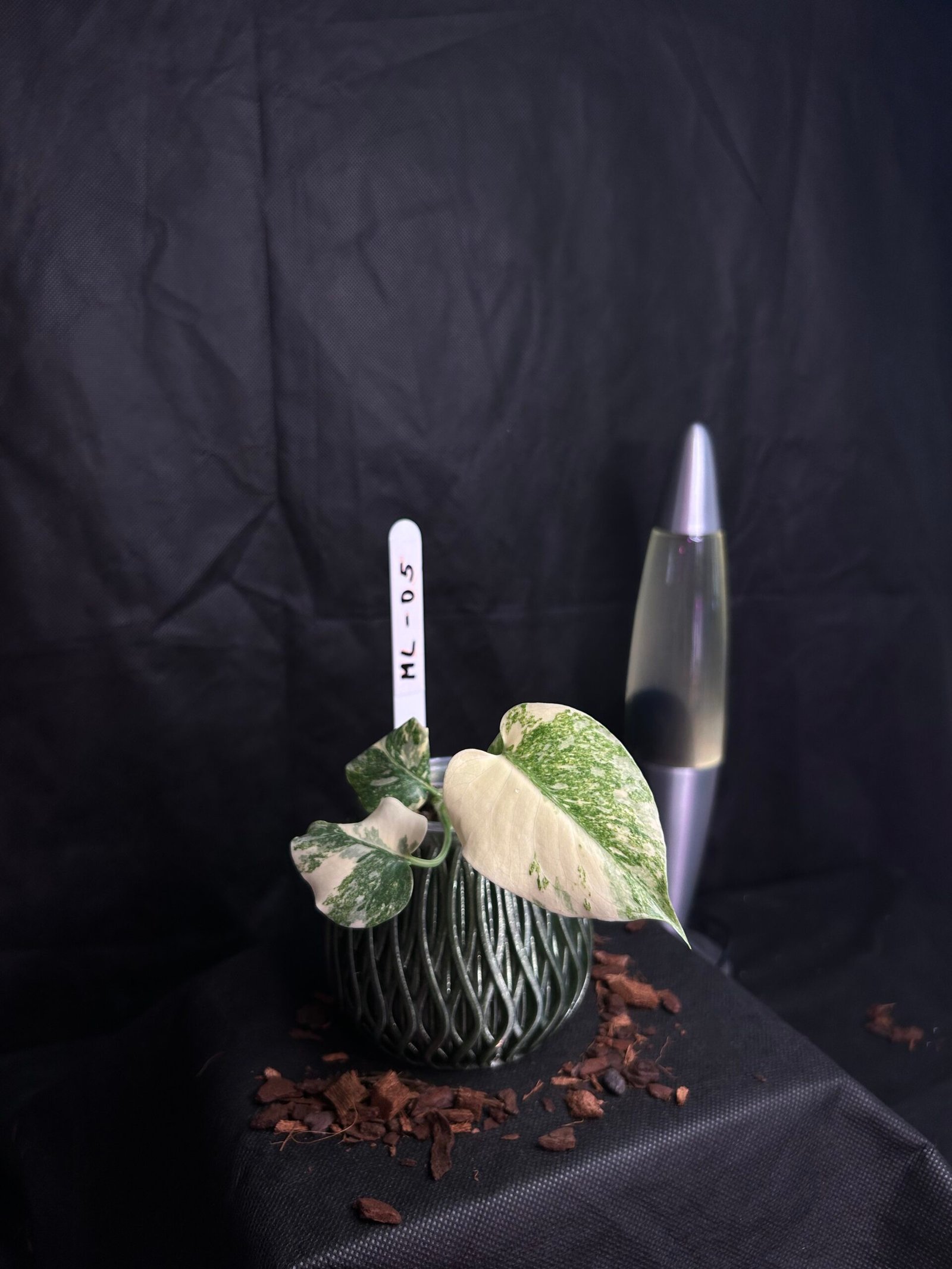 Monstera Legacy