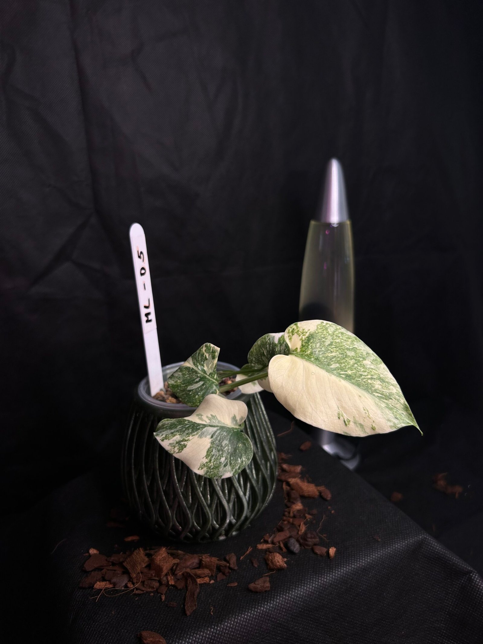 Monstera Legacy – Obrázok 2