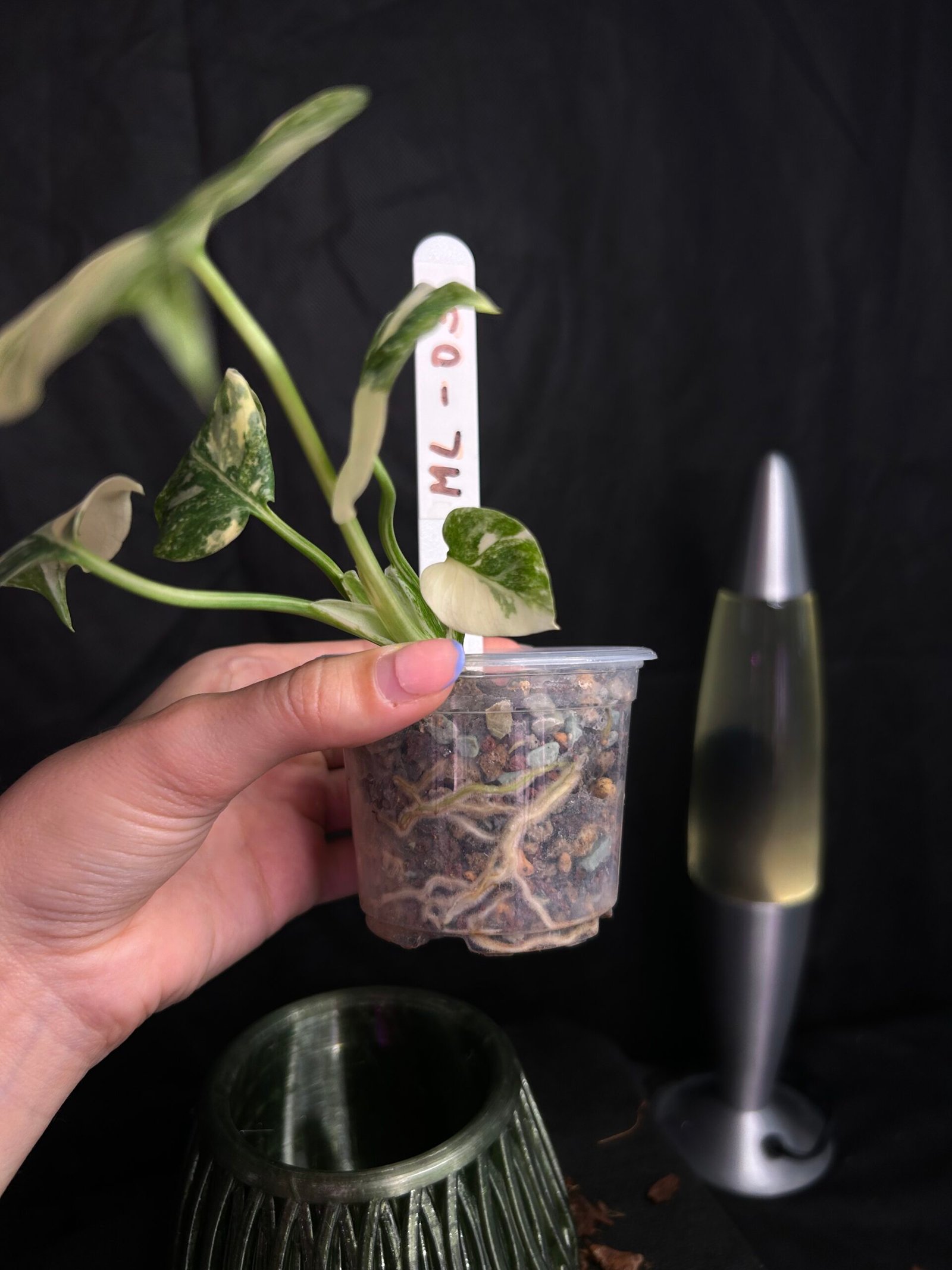 Monstera Legacy – Obrázok 3