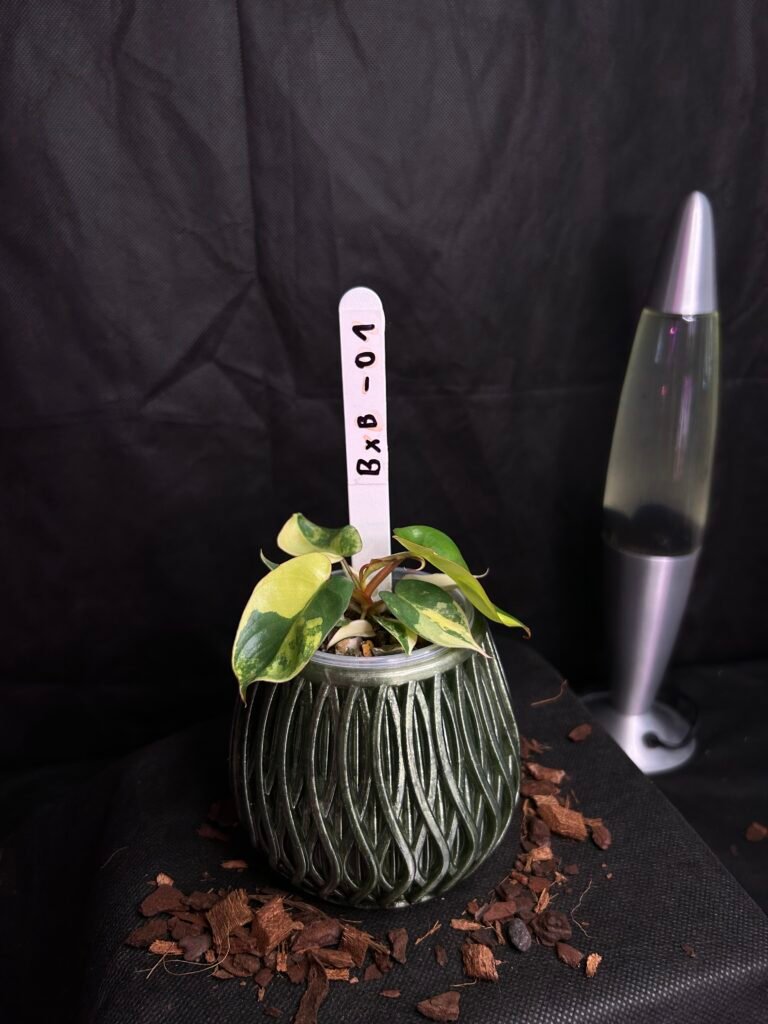 Philodendron Billietiae x Florida Beauty