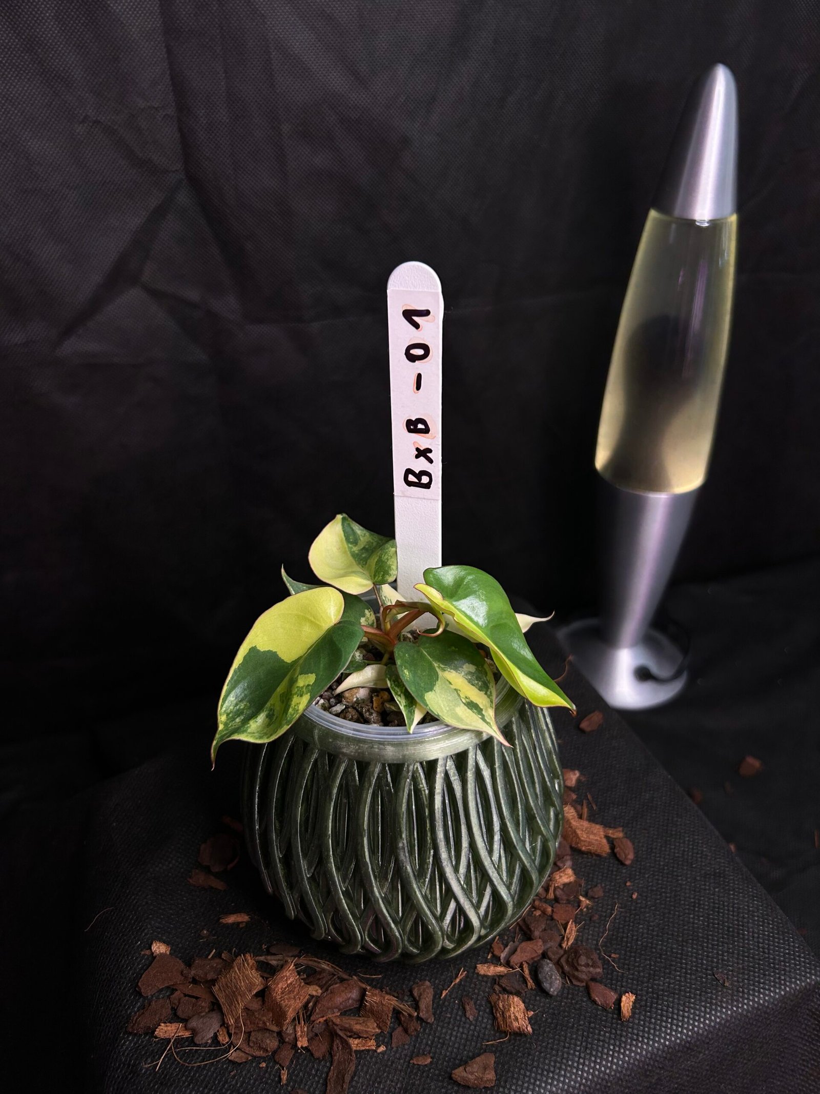 Philodendron Billietiae x Florida Beauty – Obrázok 2
