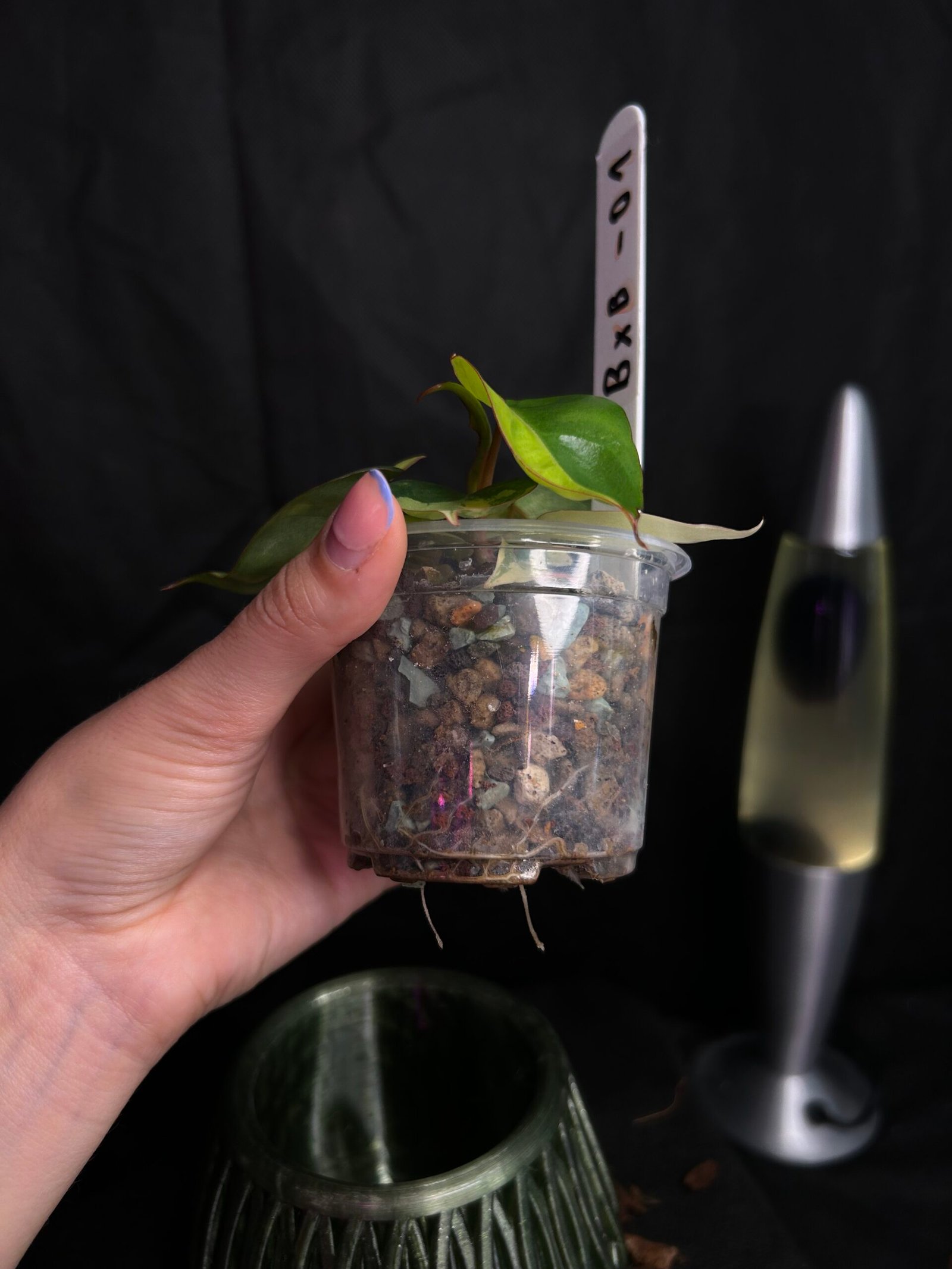 Philodendron Billietiae x Florida Beauty – Obrázok 3