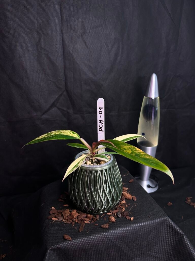 Philodendron Caramel Marble