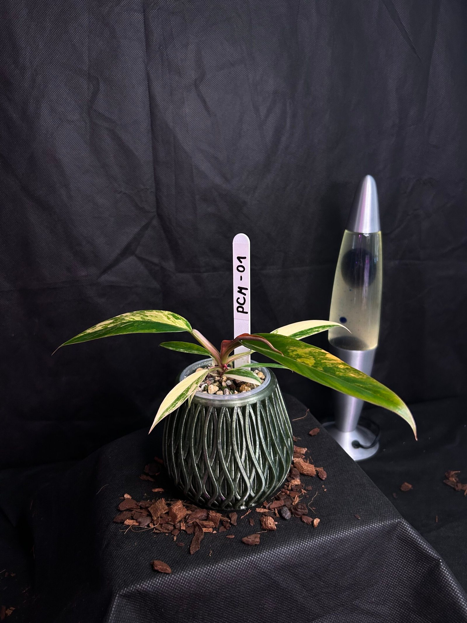 Philodendron Caramel Marble