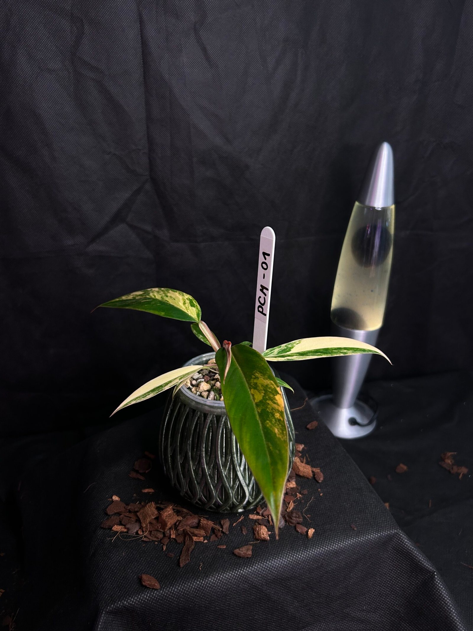 Philodendron Caramel Marble – Obrázok 2