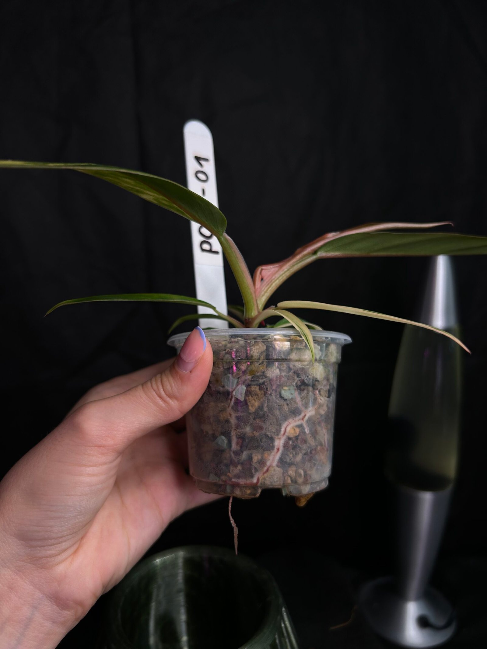 Philodendron Caramel Marble – Obrázok 3