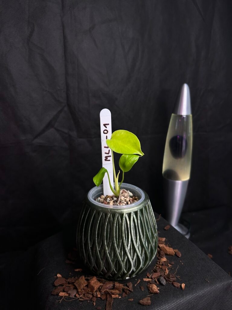Monstera Lemon Lime