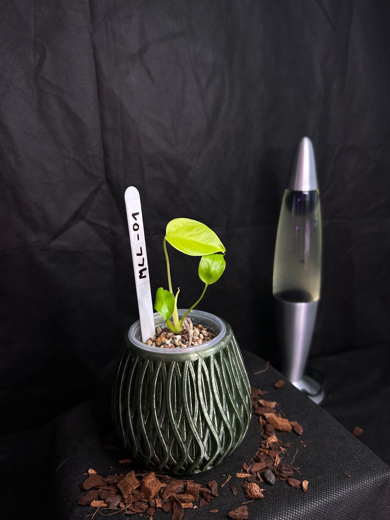 Monstera Lemon Lime – Obrázok 2