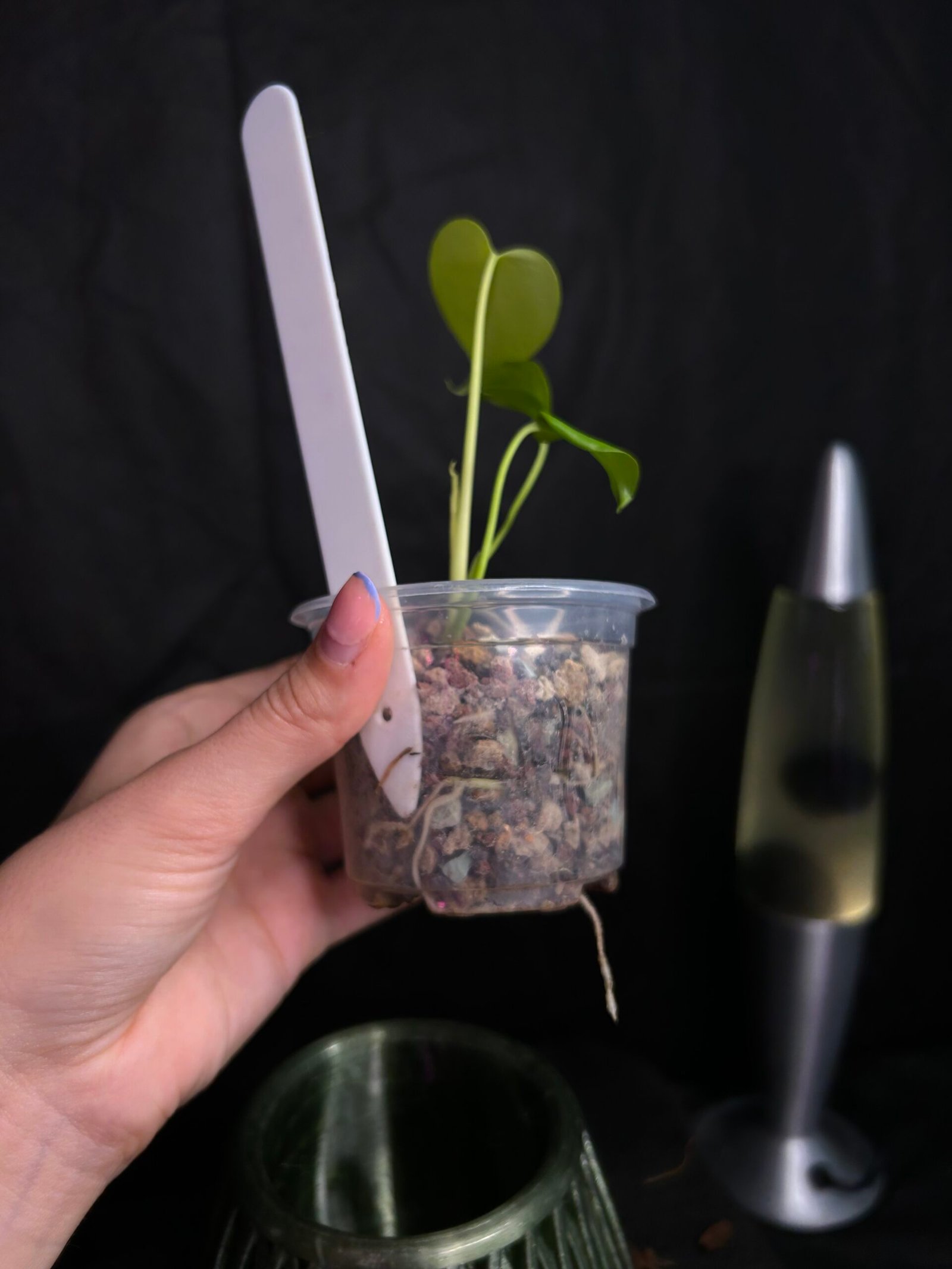 Monstera Lemon Lime – Obrázok 3