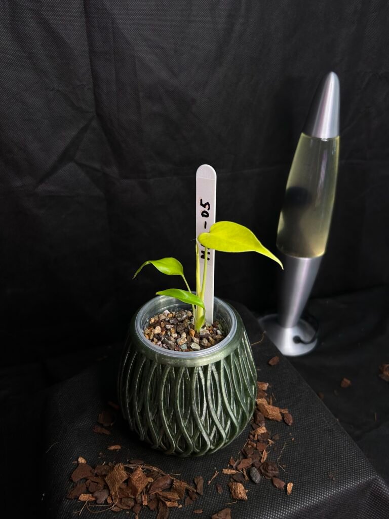 Monstera Lemon Lime