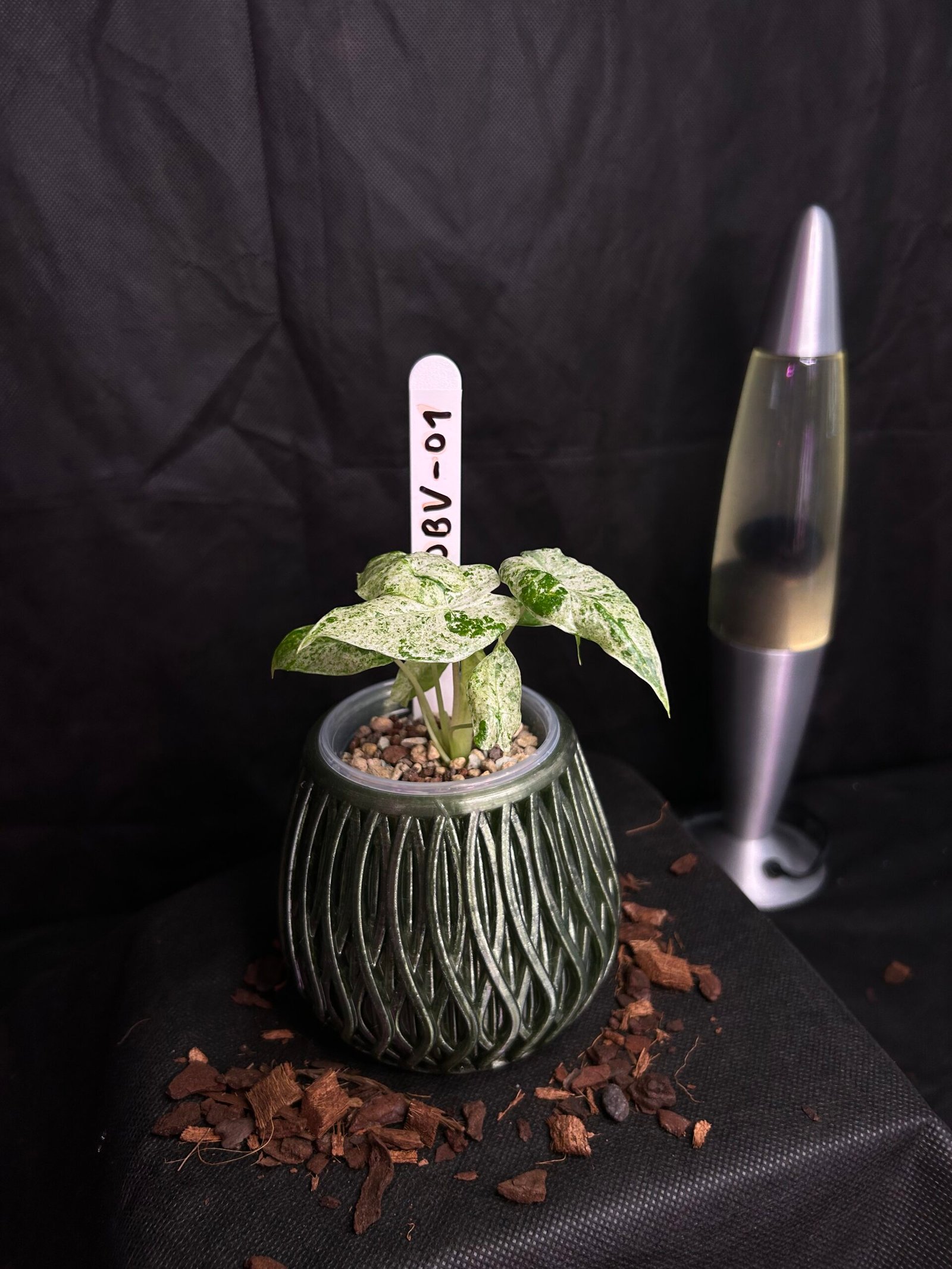 Alocasia Odorata Batik Variegata