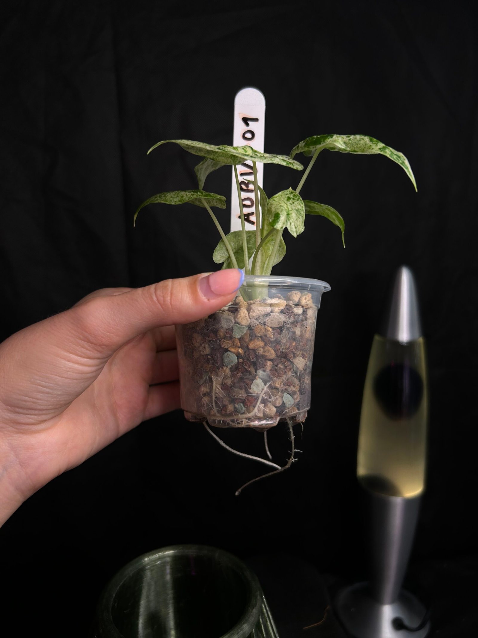 Alocasia Odorata Batik Variegata – Obrázok 3
