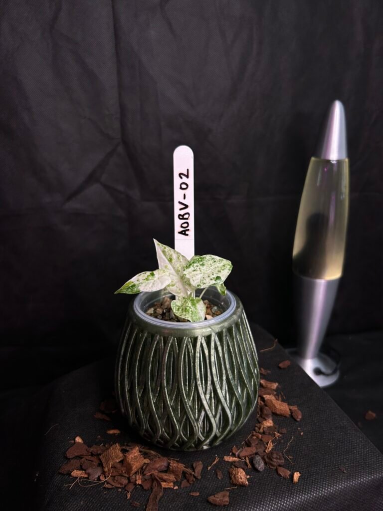 Alocasia Odorata Batik Variegata