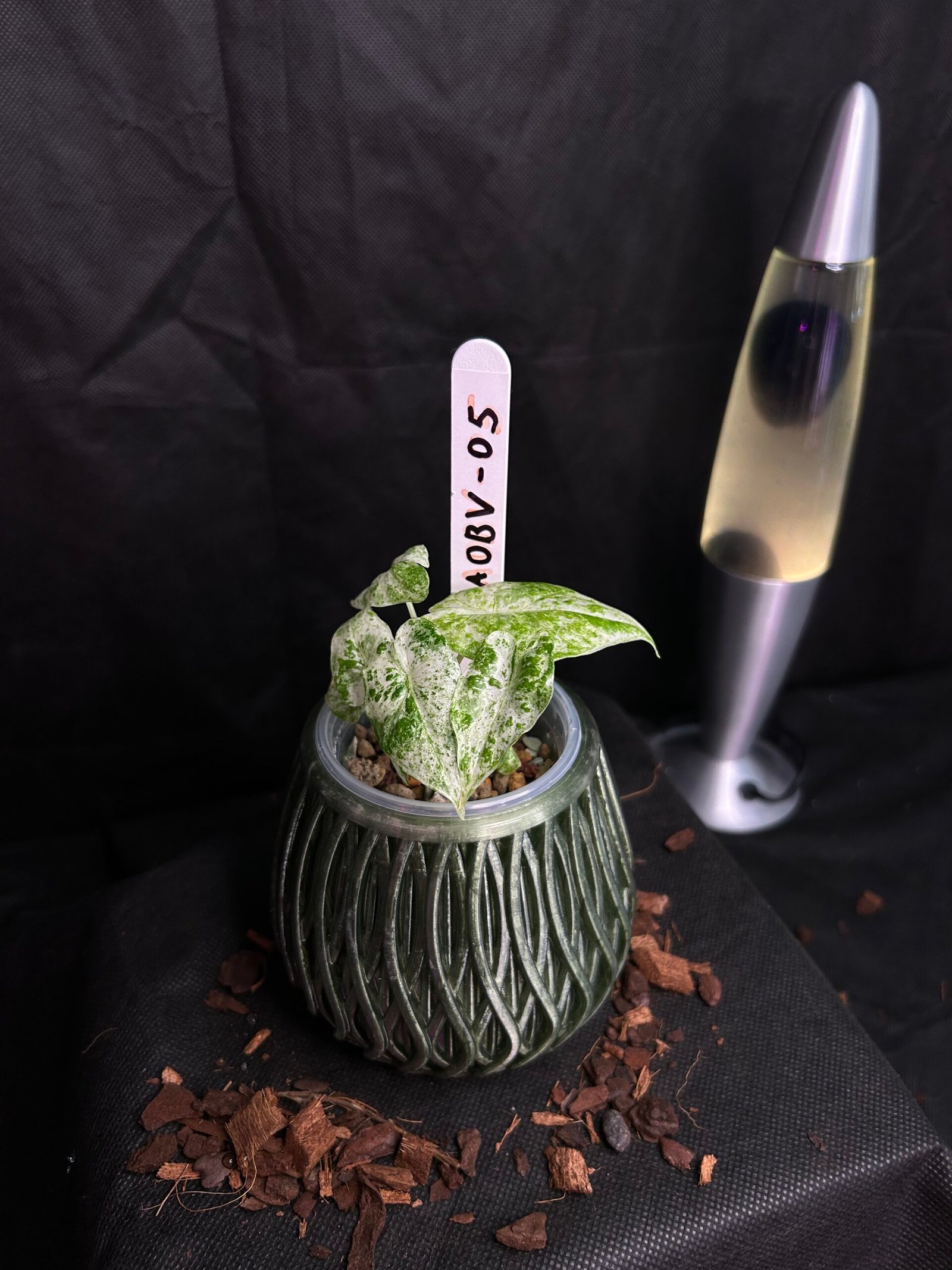Alocasia Odorata Batik Variegata – Obrázok 2