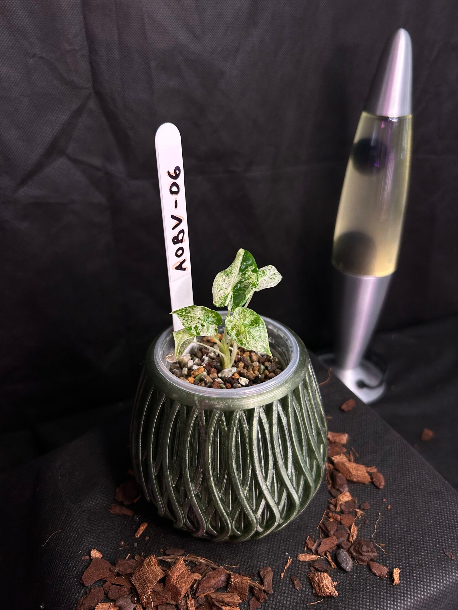 Alocasia Odorata Batik Variegata – Obrázok 2