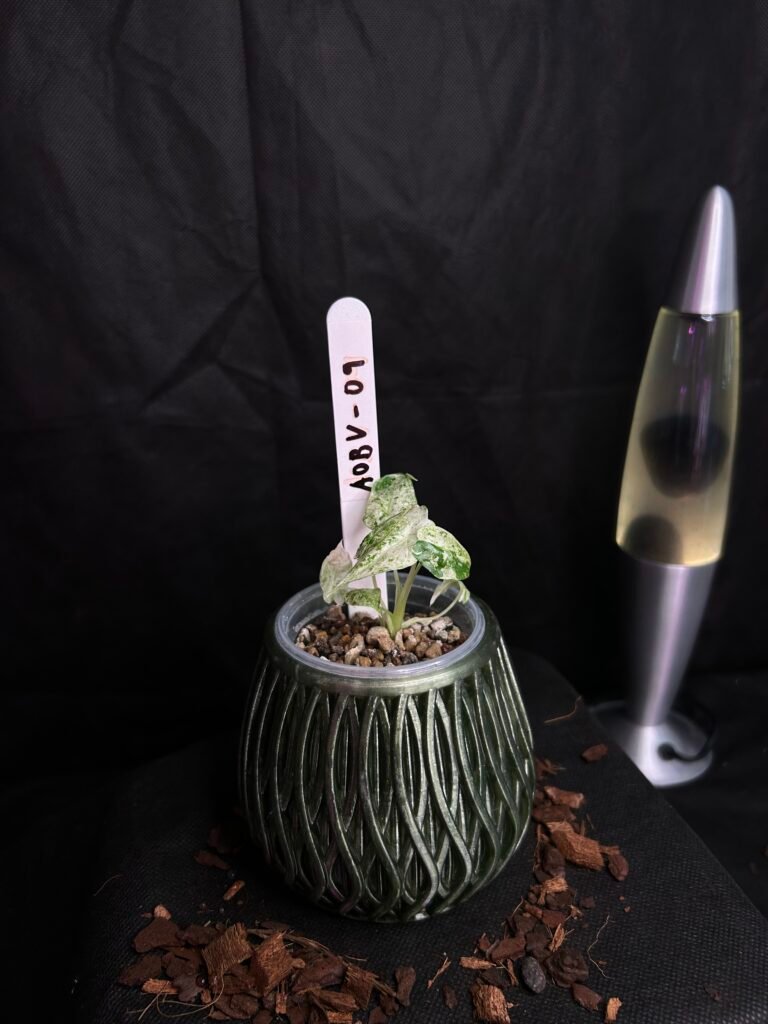 Alocasia Odorata Batik Variegata