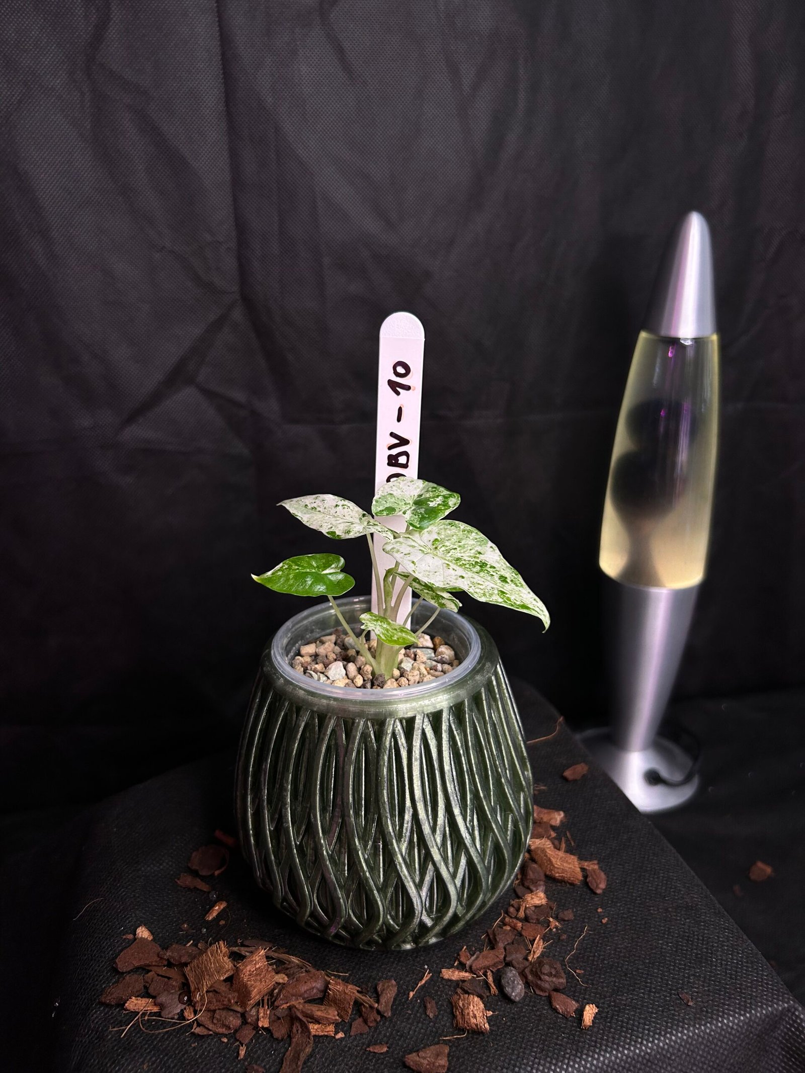 Alocasia Odorata Batik Variegata