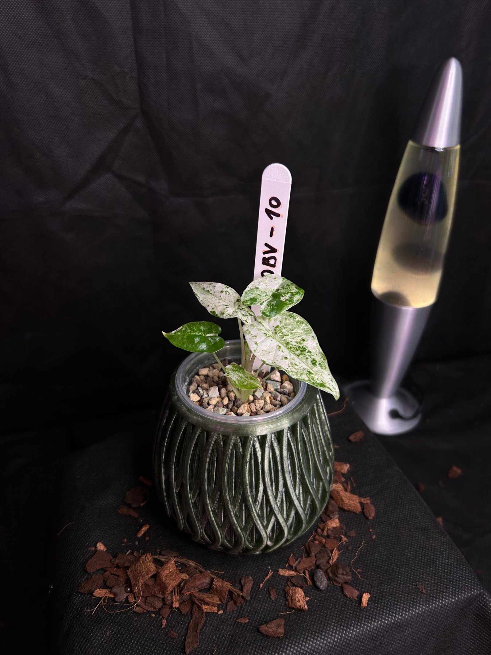 Alocasia Odorata Batik Variegata – Obrázok 2
