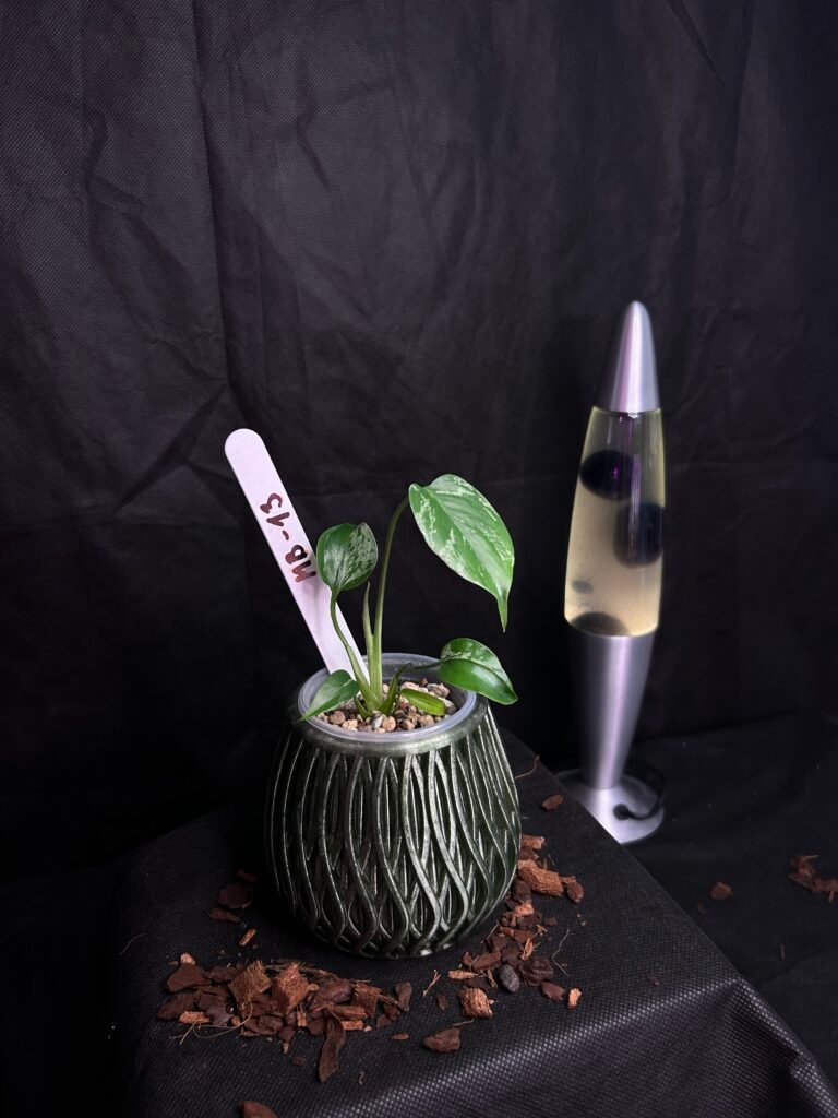 Monstera Bulbasaur