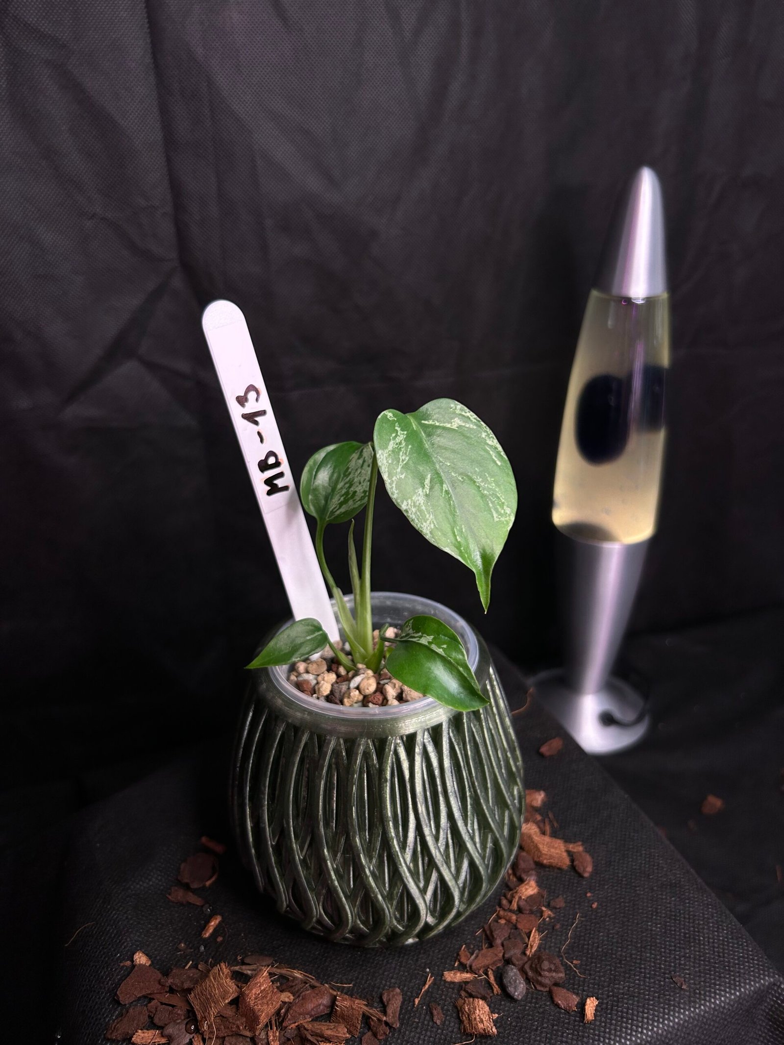 Monstera Bulbasaur – Obrázok 2