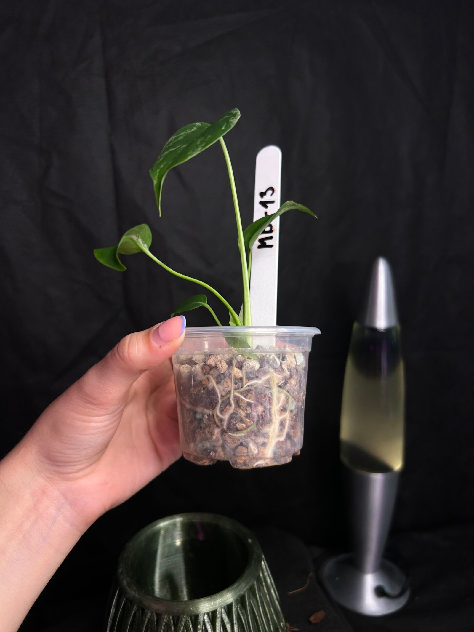 Monstera Bulbasaur – Obrázok 3