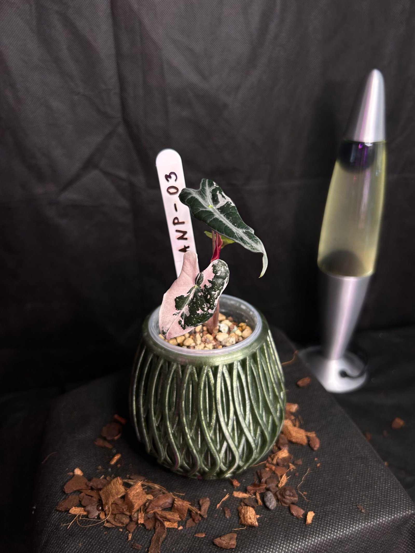 Alocasia Nobilis Pink