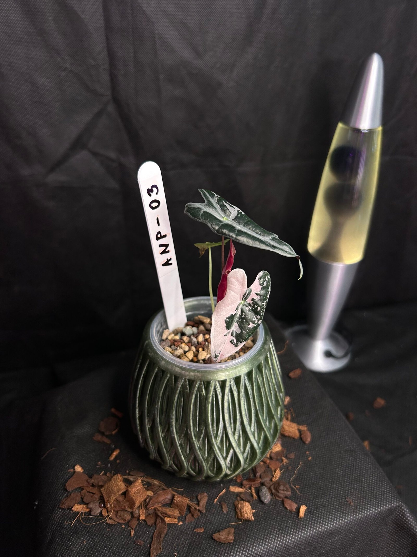 Alocasia Nobilis Pink – Obrázok 2