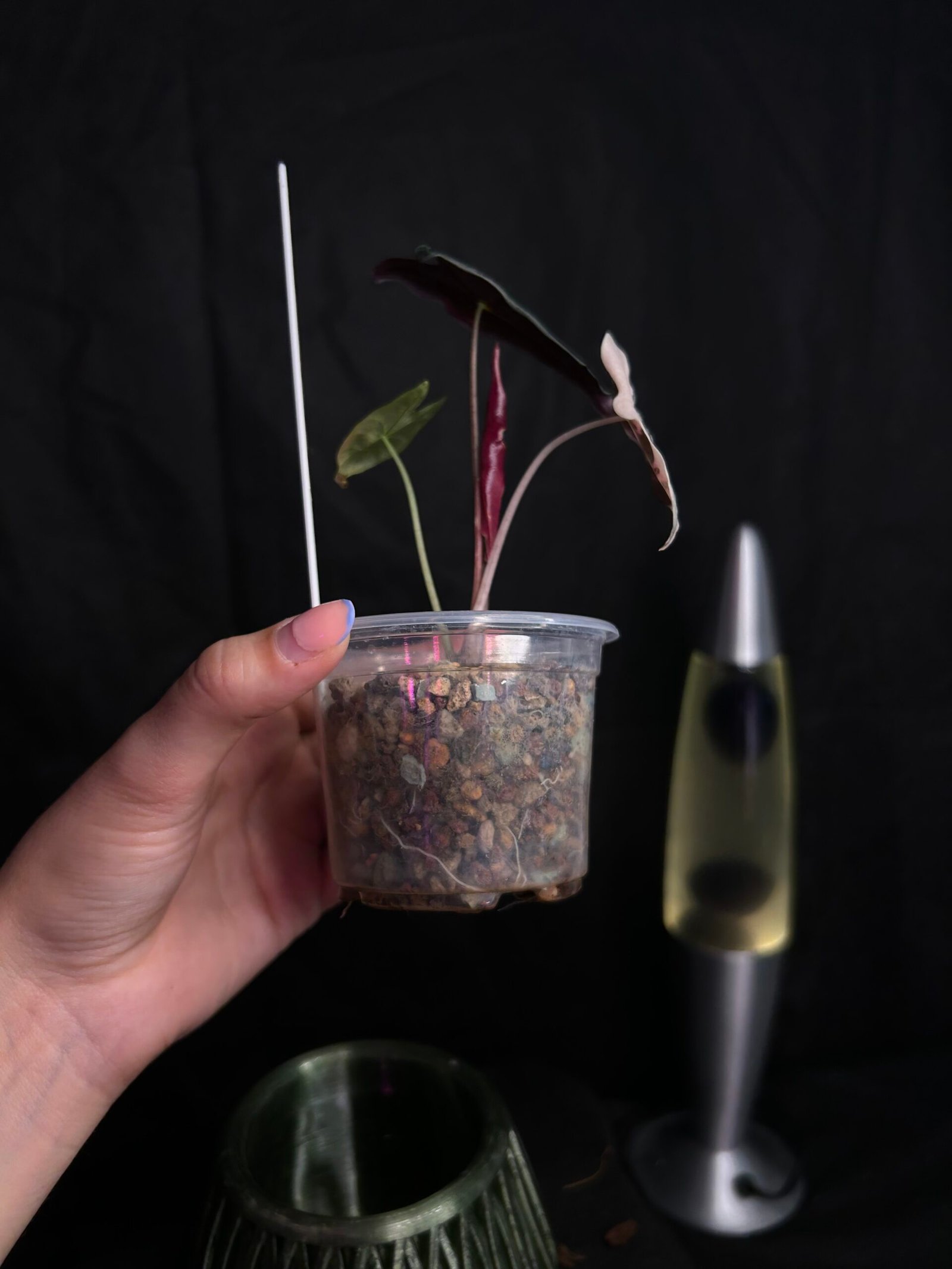 Alocasia Nobilis Pink – Obrázok 3