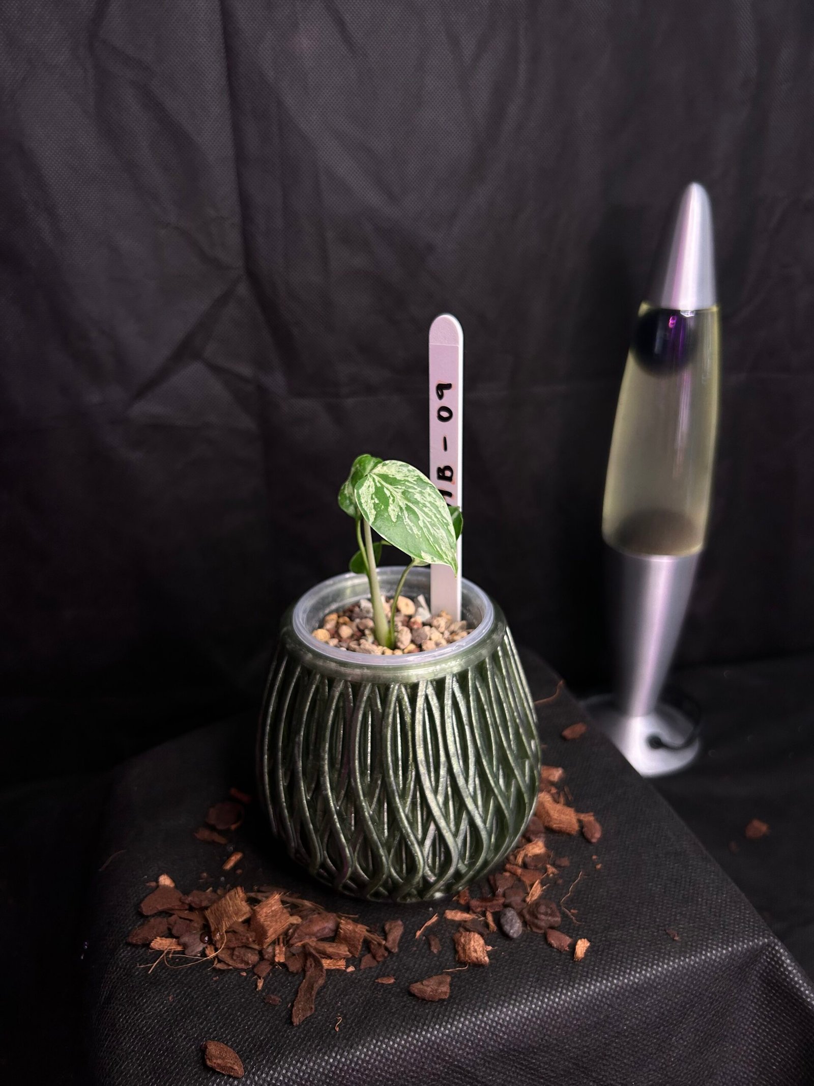 Monstera Bulbasaur