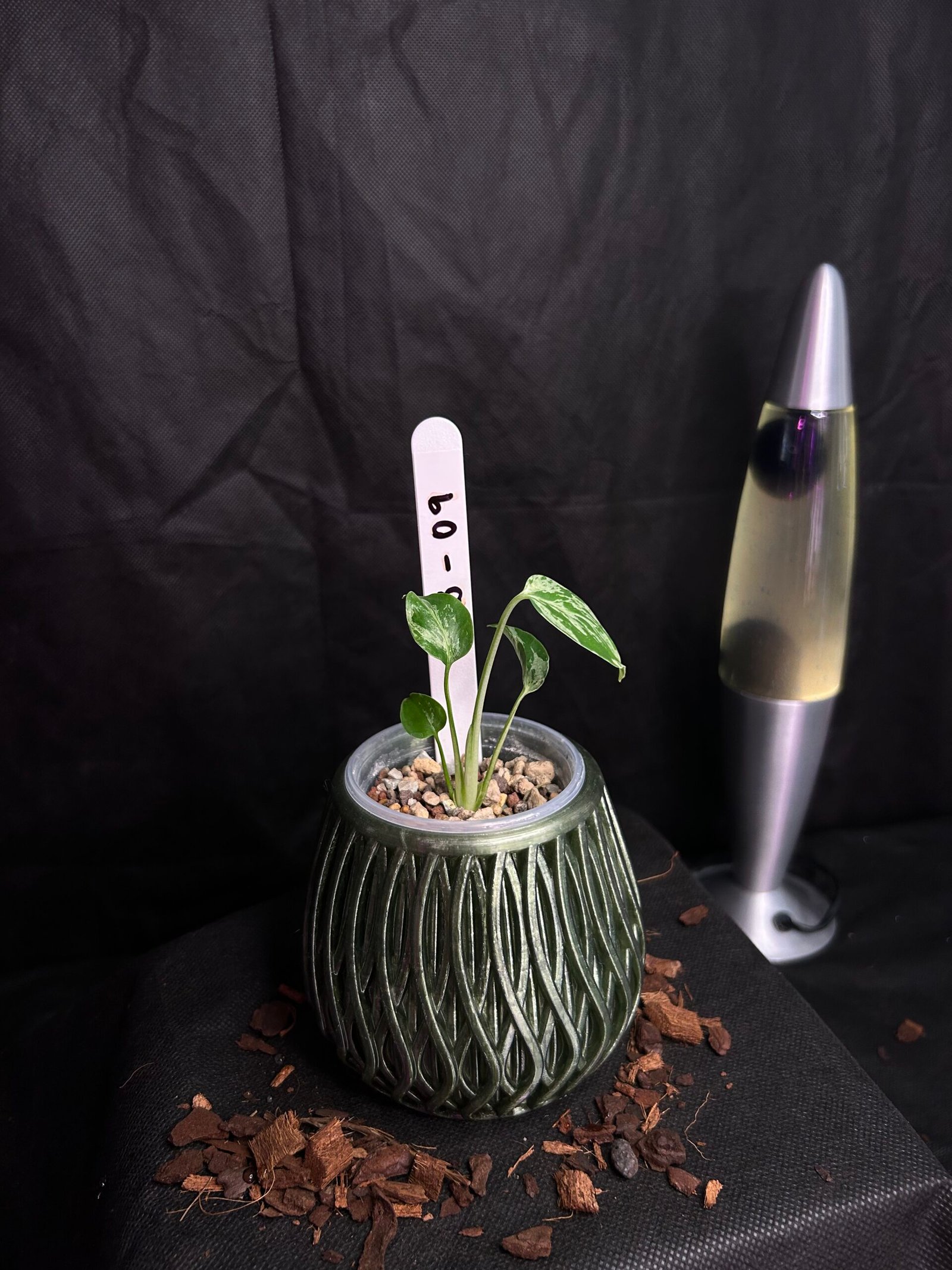 Monstera Bulbasaur – Obrázok 2