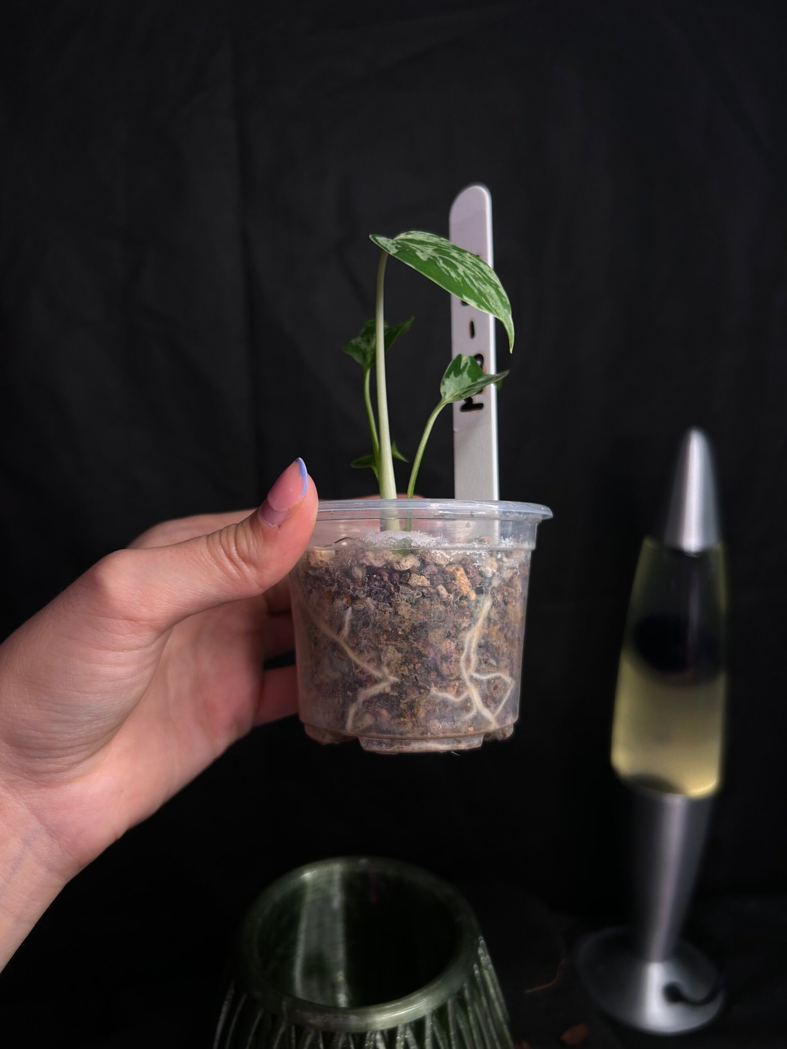 Monstera Bulbasaur – Obrázok 3